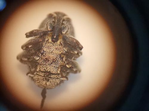 Réf. 275 902 : Zacladus exiguus